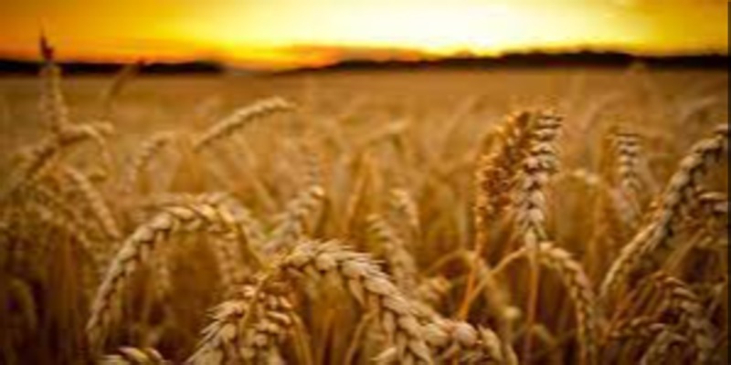 Having willing hands to harvest