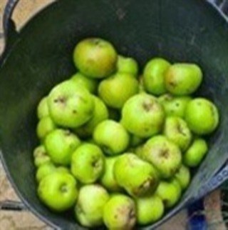 Preparing for a bountiful harvest